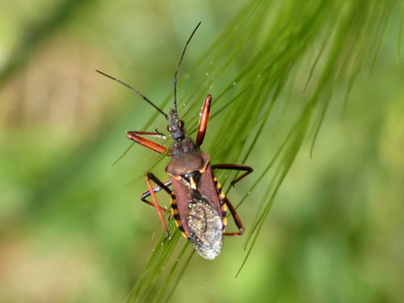 Rhinocoris erythropus di colore insolito